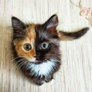 Cece