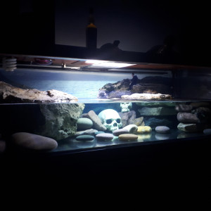 Aquarium tortues
