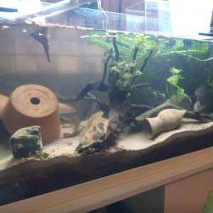 120l biotope Rivière eau froide