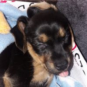 jolauraevaethan-breant