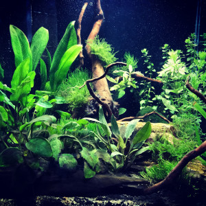 Dennerle NanoCube 30l