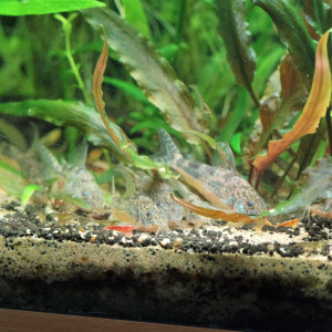 Publication de Helene