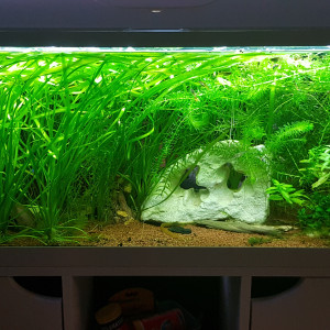 Aquarium de 100L