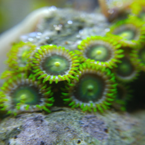 Publication de Nurgleros