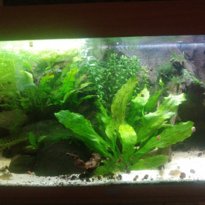 Amazonien 180l