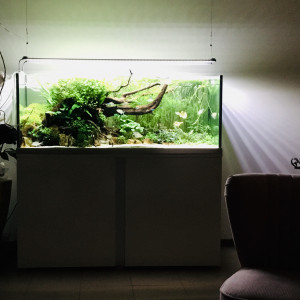 Publication de dolfish