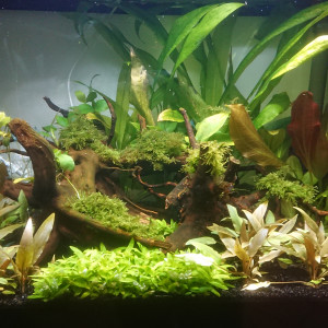Askoll pure Led 68l