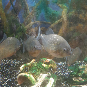 Piranhas