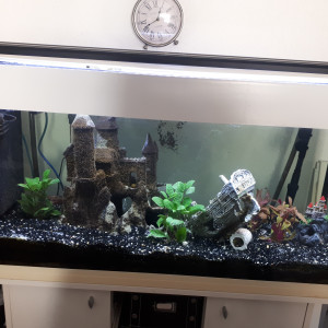 Aquarium en chantier