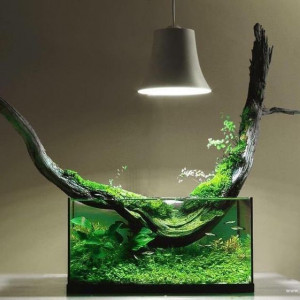 Publication de dolfish