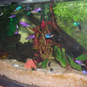 AquaBetta