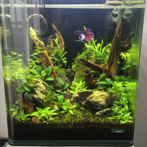 Forest Tank 30L