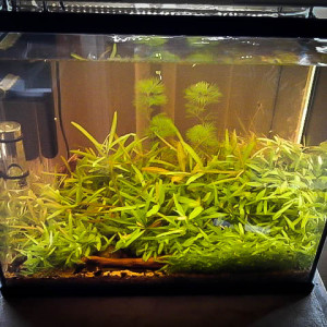 20L  terre de bruyère