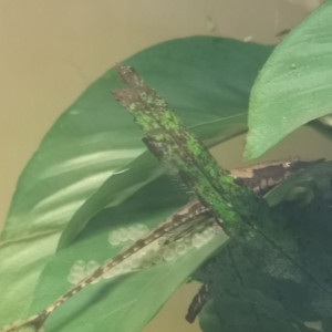120L Sturisoma et Tilomelania