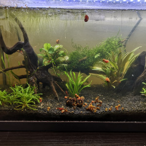 20l Halfmoon Red Cherry Planorbes Roses