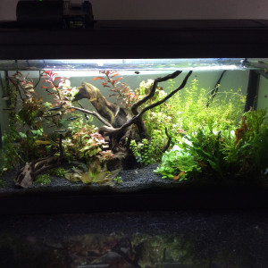 Petit aquarium