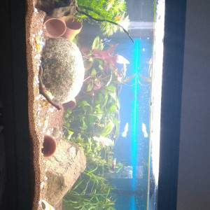 Amazonien