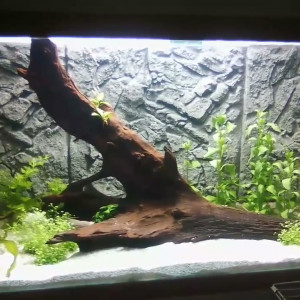 biotope amazonien