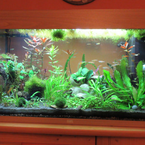 125 litres Pseudomugils Danio Choprae et crevettes