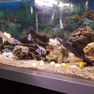 Publication de Aquario-club-de-giraumont
