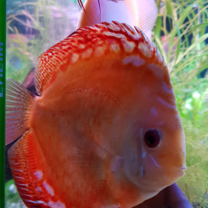 TITI60