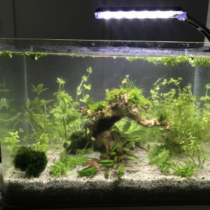 aquarium crevettes