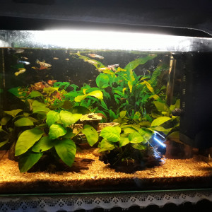 Mon 80l