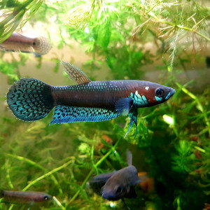 Betta pallifina