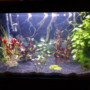 Aquarium cuisine