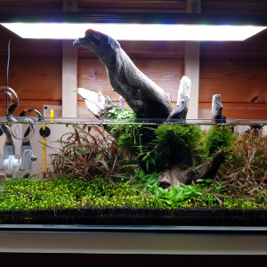17l planté