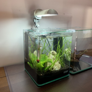10l Dennerle