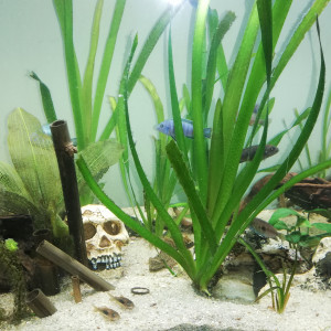Publication de Aquapoipoi
