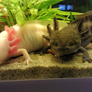Publication de Helene