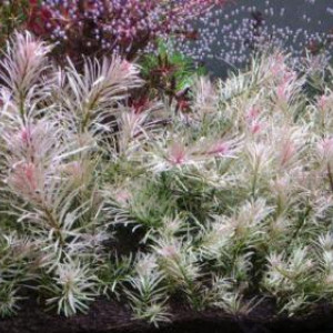 Publication de Betta-Splendens