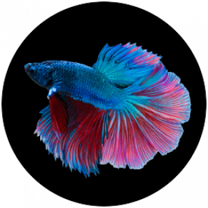 Betta-Splendens