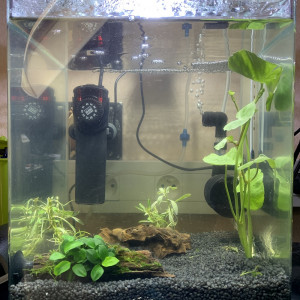 Betta Splendens