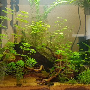 CREVETTES