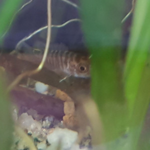 Publication de LUCKYMOUSSE