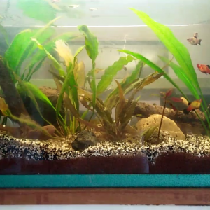 aquarium  4