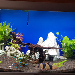 aquarium décoratif de salon