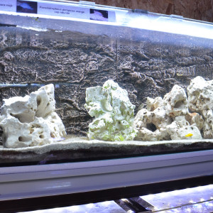 aqua malawi 6