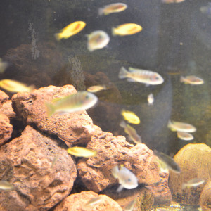 aqua malawi 9