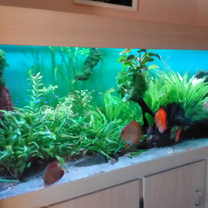 Amazonien