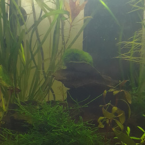 Crevettes Black Crystal
