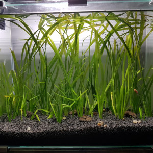 Publication de Poppy