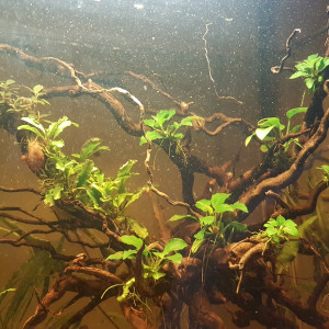 Publication de Poppy