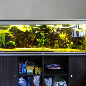 Aquarium Thailandais