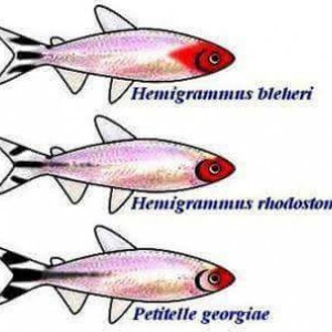 Publication de NakMuay