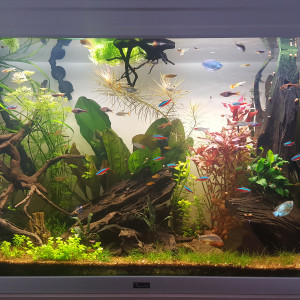 Aquarium 200