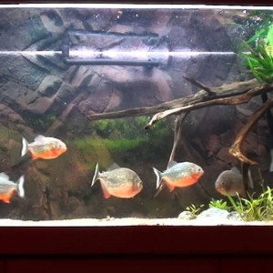Piranha